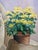 1960s Original Still Life Yellow Mum Flowers Painting Signed For Sale - Image 4 of 13