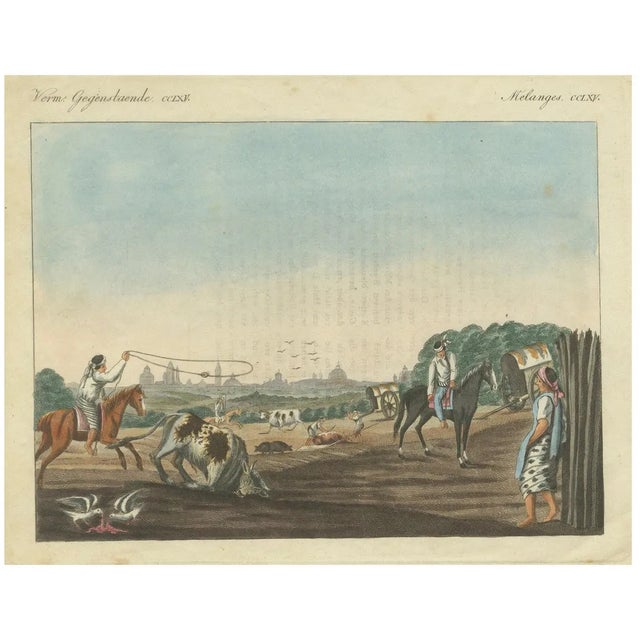 Bertuch, Gauchos Lassoing Cattle in Buenos Aires, Argentina, 1823, Coloured Engraving For Sale