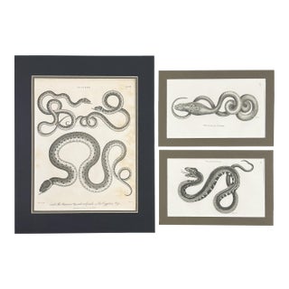 Early 19th-Century Snake Gallery | Seba & Shaw Engravings, Matted Trio - Set of 3 For Sale