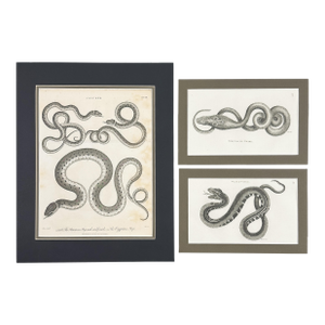 Early 19th-Century Snake Gallery | Seba & Shaw Engravings, Matted Trio - Set of 3