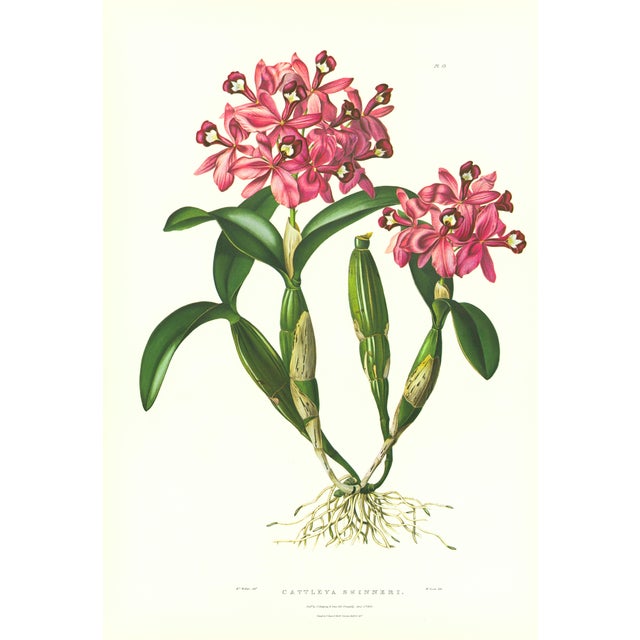 Large 1973 Orchid Flower Lithograph "Cattleya Skinneri" (Skinner's Cattleya) After James Bateman For Sale