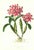 Large 1973 Orchid Flower Lithograph "Cattleya Skinneri" (Skinner's Cattleya) After James Bateman For Sale