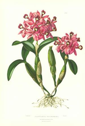 Large 1973 Orchid Flower Lithograph "Cattleya Skinneri" (Skinner's Cattleya) After James Bateman