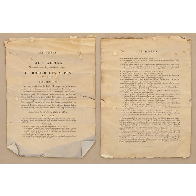 Pair of Early 19th-Century French Rosa Alpina Color Stipple Engravings With Original Description Leaves — After Pierre-Joseph Redouté For Sale In Los Angeles - Image 6 of 7