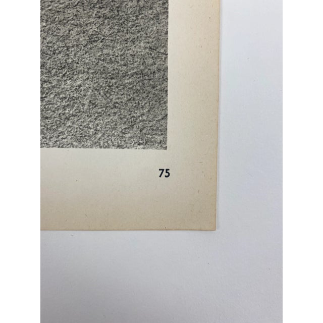 Photorealism 1930s Framed Botanical Blossfeldt Print - No. 75 For Sale - Image 3 of 5