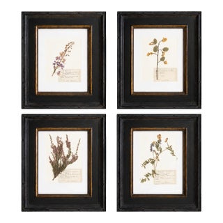 Custom Framed Vintage Finnish Herbarium Botanical Specimens - Set of Four For Sale