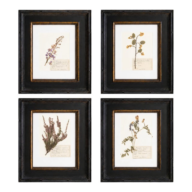 Custom Framed Vintage Finnish Herbarium Botanical Specimens - Set of Four For Sale