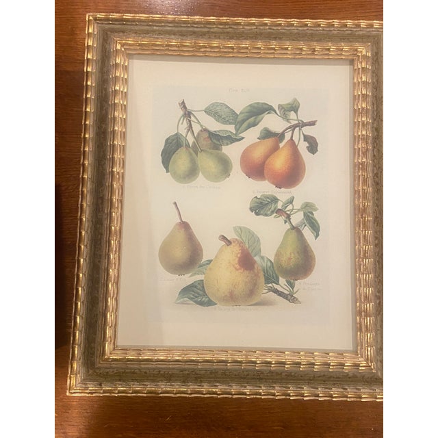 1990s Chelsea House Set of 4 Pear Prints For Sale In Philadelphia - Image 6 of 9