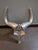 1980s Polished-Aluminum Longhorn Steer Sculptural Wall Art For Sale In Portland, OR - Image 6 of 6