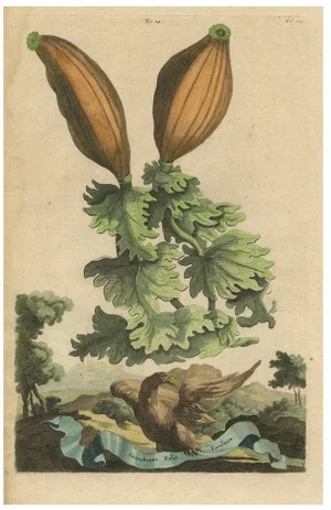 Munting, Illustration of Soursop (Annona Muricata), 1696, Print