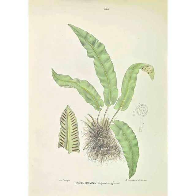 Vincenzo Tenore, Scolopendrium Officinale, Lithograph, 1870s For Sale