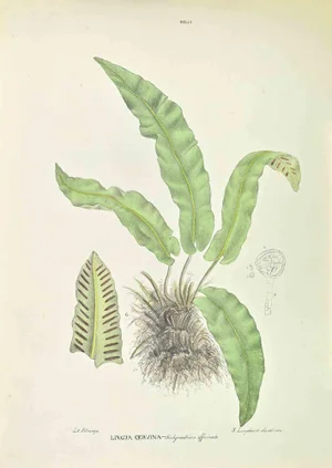 Vincenzo Tenore, Scolopendrium Officinale, Lithograph, 1870s