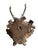 1900 - 1909 Roe Deer Trophy 212 Balck Forest Antlers Mount For Sale - Image 5 of 5