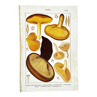 Original Antique 19th C Colored Lithograph Mushrooms Fungi Paxillus Species by Carl Gustav Jablonsky For Sale