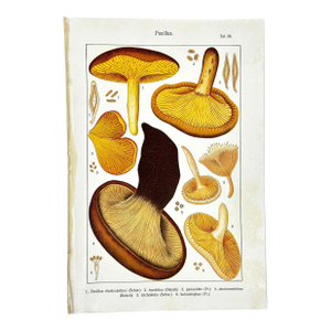 Original Antique 19th C Hand Colored Lithograph Mushrooms Fungi Paxillus Species by Carl Gustav Jablonsky