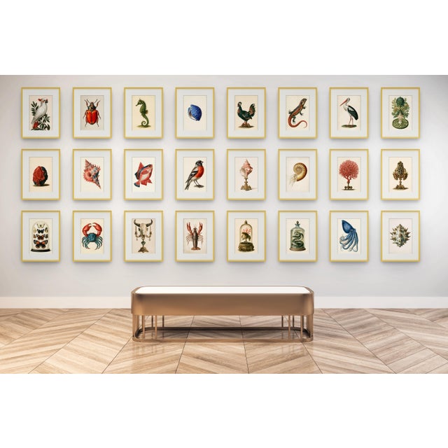 Restored 19th-Century Natural History Plates | Vintage Scientific Illustration | Gallery Wall Collection A sophisticated...