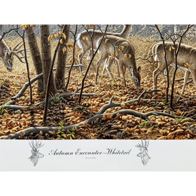 AUTUMN ENCOUNTER - WHITETAIL DEER by LARRY ZACH ~ LE SIGNED NUMBERED PRINT LLARRY ZACH is one of the most important...