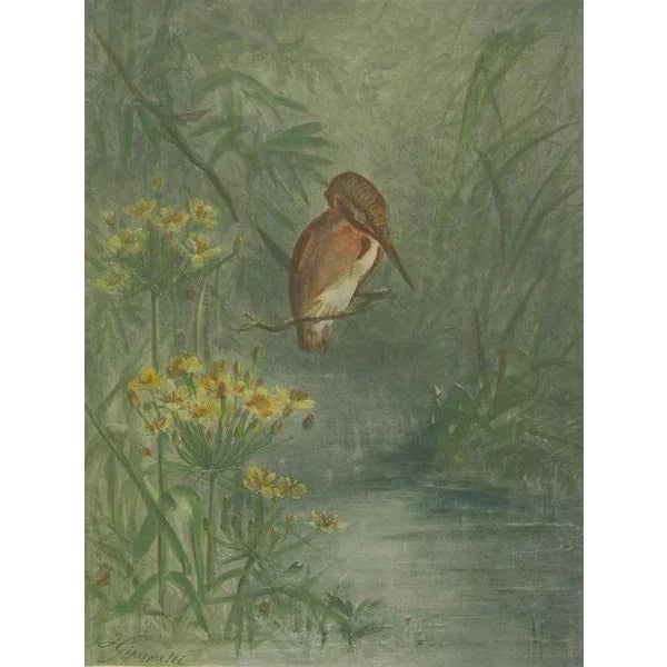 Late 19th Century Giacomelli, Kingfisher by the Water's Edge, 1891, Print For Sale - Image 5 of 7