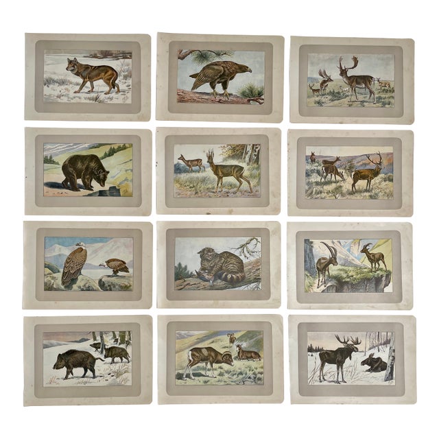 1907 French Photogravure Prints - Collection of Twelve Wild Animals #1 - For Sale