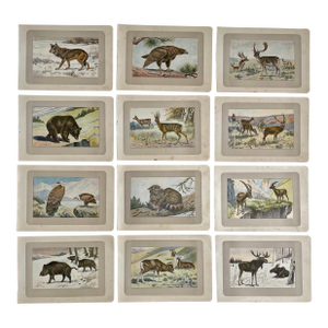 1907 French Photogravure Prints - Collection of Twelve Wild Animals #1 -