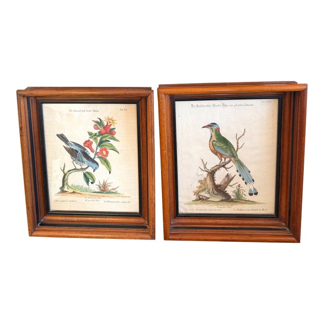 Pair Antique Original George Edwards Bird Prints, Framed For Sale