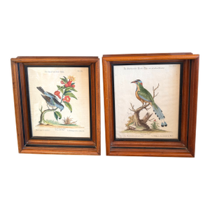 Pair Antique Original George Edwards Bird Prints, Framed