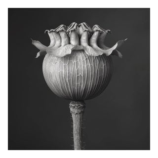 Poppy Pod Head No. 1 - Black and White Botanical Floral Photograph Print | Karl Blossfeldt | Unframed For Sale