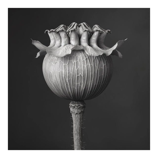 Poppy Pod Head No. 1 - Black and White Botanical Floral Photograph Print | Karl Blossfeldt | Unframed For Sale
