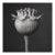 Poppy Pod Head No. 1 - Black and White Botanical Floral Photograph Print | Karl Blossfeldt | Unframed For Sale