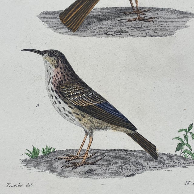 18th Century French Antique 18th Century "Le Lulu" Bird Engraving Hand Colored Signed Artwork For Sale - Image 5 of 9