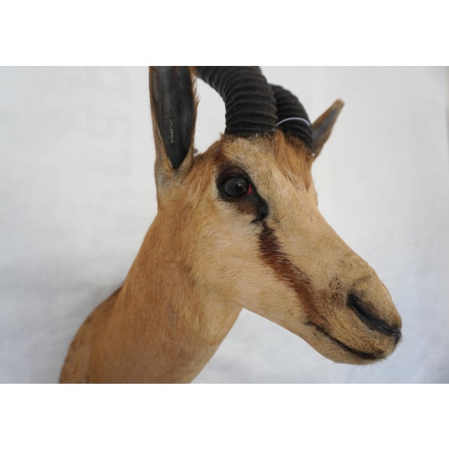 Tan Springbuck Taxidermy Mount Bust Head For Sale - Image 8 of 15