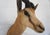 Tan Springbuck Taxidermy Mount Bust Head For Sale - Image 8 of 15