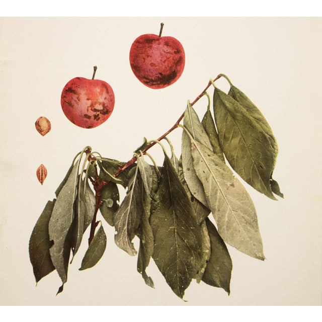 1900 - 1909 1900s U. P. Hedrick, Original Antique Photogravure of Burbank Plums For Sale - Image 5 of 7