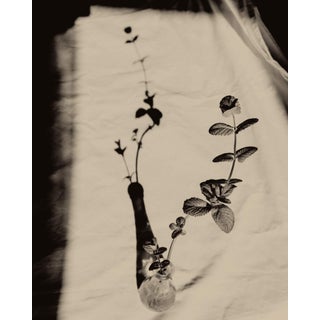 Mint by Jonė Reed – Limited Edition Photograph | Unframed, Signed Fine Art Print For Sale
