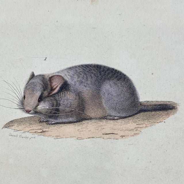French French Antique 18th Century "Le Chinchilla" Chinchilla Engraving Hand Colored Signed Artwork For Sale - Image 3 of 7