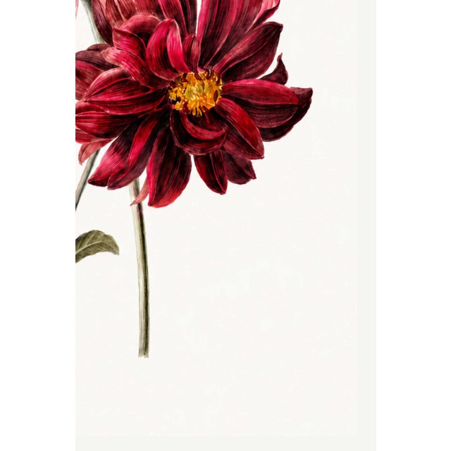 Not Yet Made - Made To Order Dahlias by Willem Hekking, Vintage Botanical Art Print, 16" X 24" For Sale - Image 5 of 9