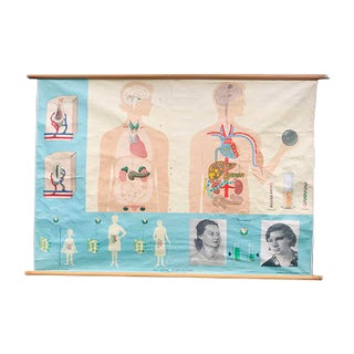 Vintage German Anatomical School Chart from Hagemann, 1960s For Sale