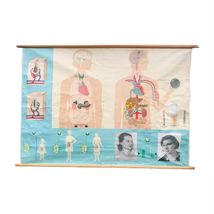 Vintage German Anatomical School Chart from Hagemann, 1960s