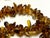 Amber has been treasured for millennia as fossilized tree resin. The deep brownish-orange variety, known in the jewelry...
