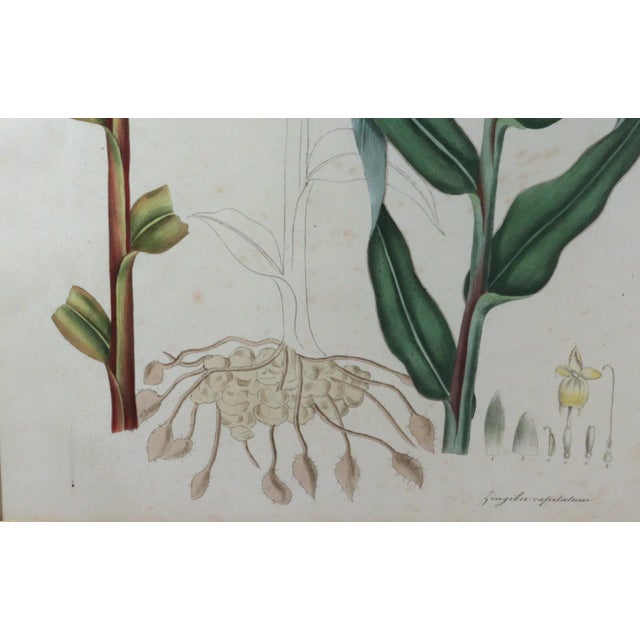Early 19th Century William Roscoe Botanical Large Print of Tropical Plant For Sale - Image 5 of 10