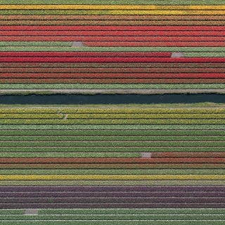 "AV_Tulip_Fields_037" Contemporary Aerial View Limited Edition Photograph by Bernhard Lang For Sale