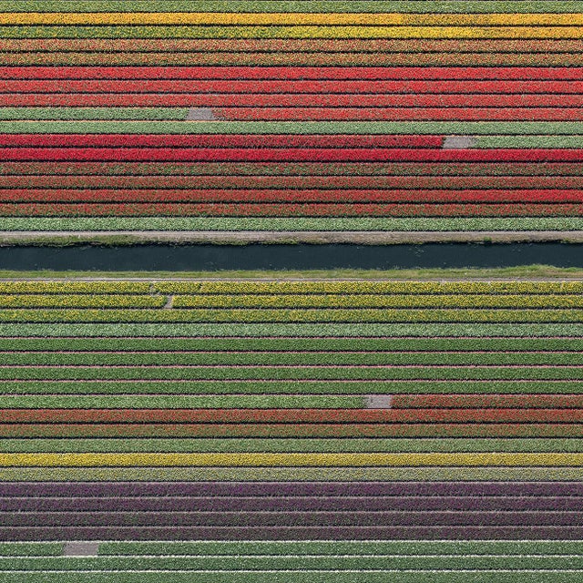 "AV_Tulip_Fields_037" Contemporary Aerial View Limited Edition Photograph by Bernhard Lang For Sale