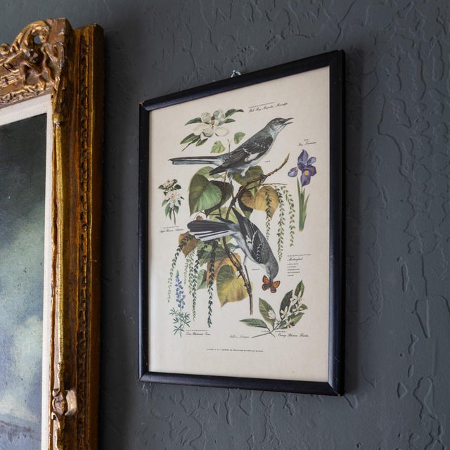 1940s Pair of Framed Bird and Botanical Prints by Arthur Singer Mockingbird and Goldfinch For Sale - Image 5 of 16