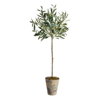 Olive Tree Potted 30" For Sale
