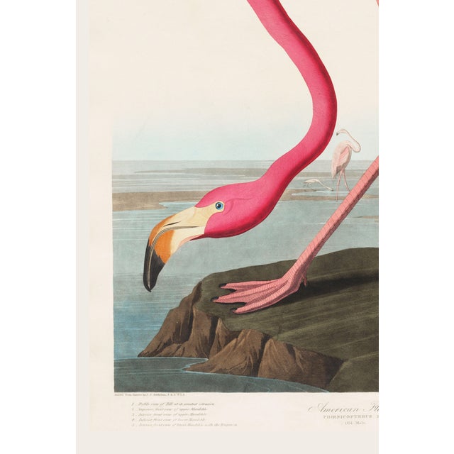 Not Yet Made - Made To Order Pink Flamingo (Audubon, Birds of America), Vintage Art Print Reproduction, 20" X 30" For Sale - Image 5 of 12