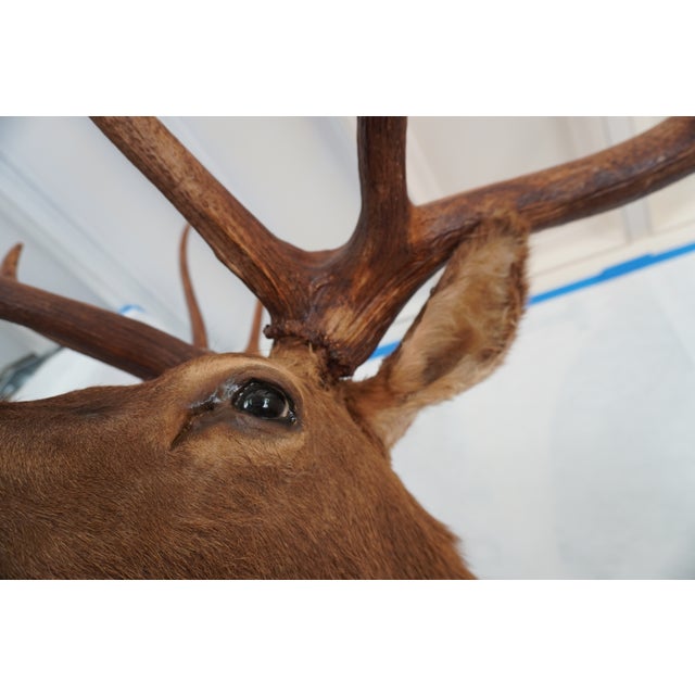 Elk 13 Point Mount Head and Bust For Sale - Image 12 of 18