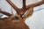 Elk 13 Point Mount Head and Bust For Sale - Image 12 of 18