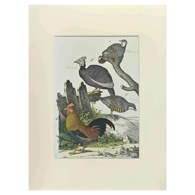 Johann Friedrich Naumann, The Rooster, 1840s, Etching For Sale