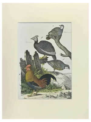 Johann Friedrich Naumann, The Rooster, 1840s, Etching
