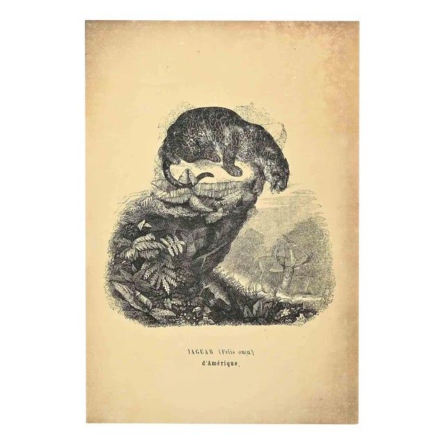 Paul Gervais, Jaguar, Original Lithograph, 1854 For Sale